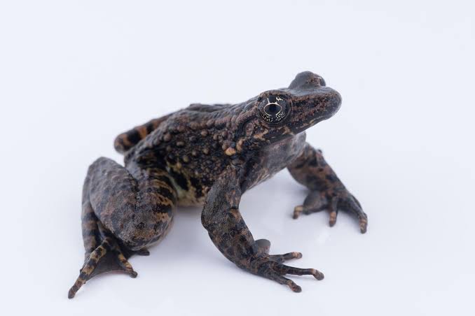 Stink-tacular Discovery: The World’s Smelliest Frog in South America